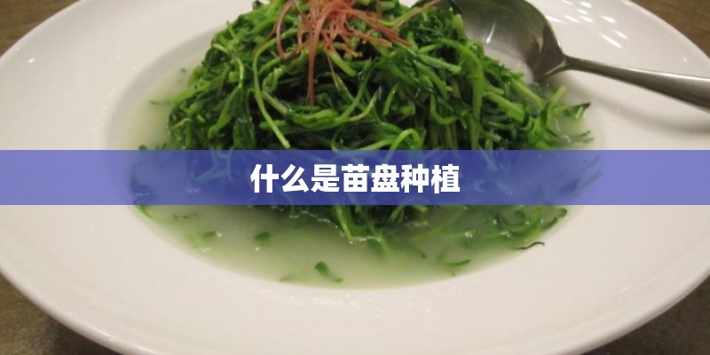 什么是苗盘种植
