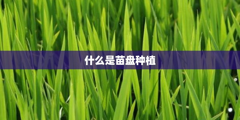 什么是苗盘种植