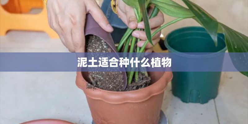 泥土适合种什么植物
