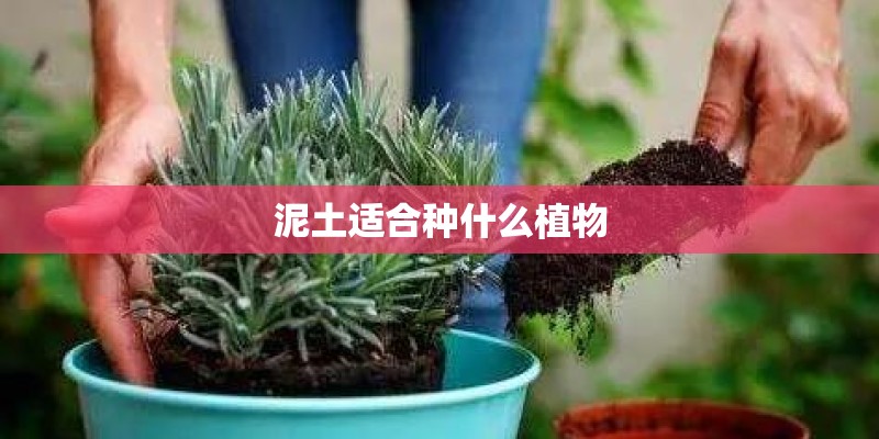 泥土适合种什么植物 泥土适合种什么植物