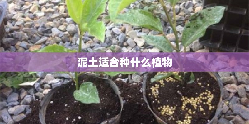 泥土适合种什么植物 泥土适合种什么植物