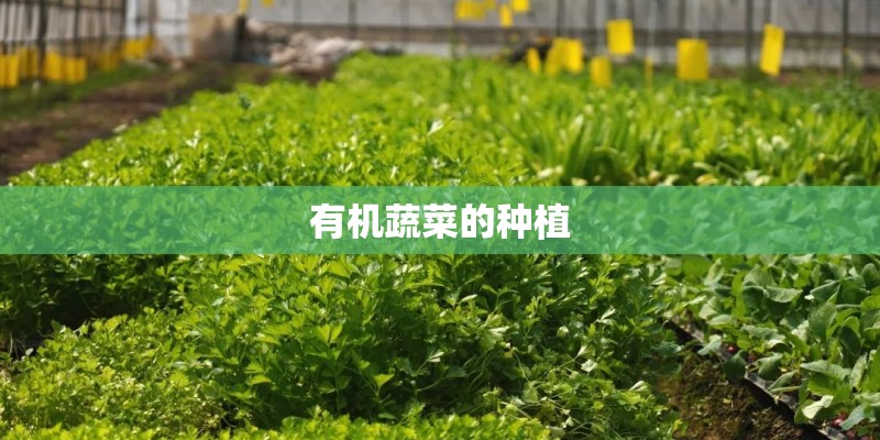 有机蔬菜的种植