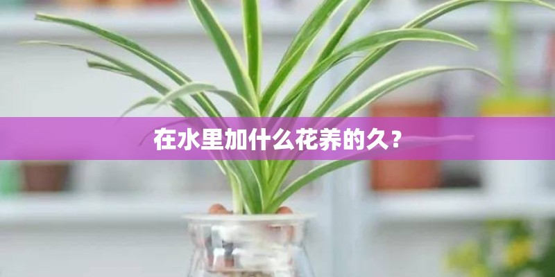 在水里加什么花养的久？