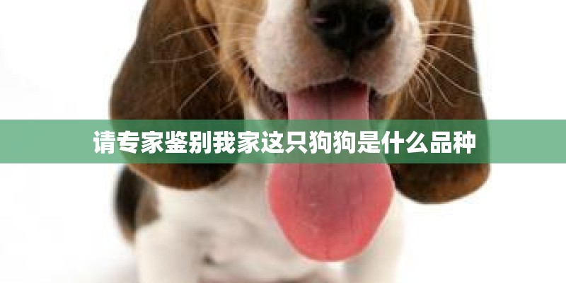 请专家鉴别我家这只狗狗是什么品种