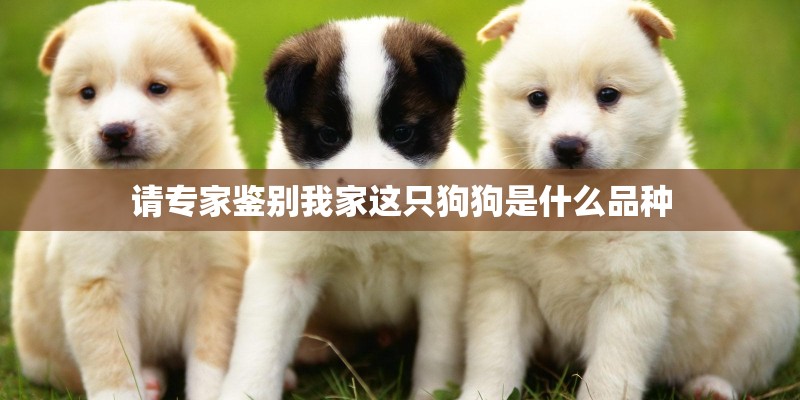 请专家鉴别我家这只狗狗是什么品种