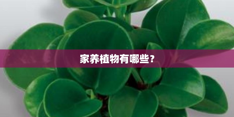 家养植物有哪些？