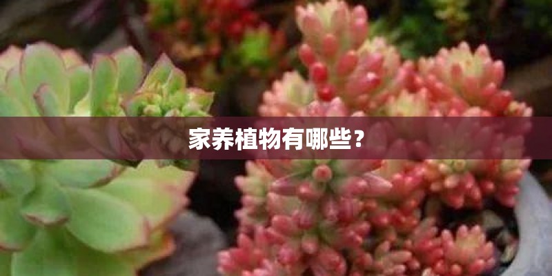家养植物有哪些？