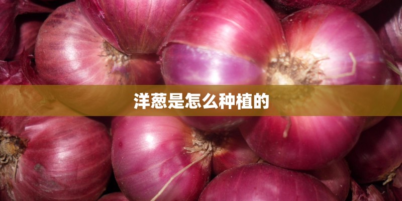 洋葱是怎么种植的