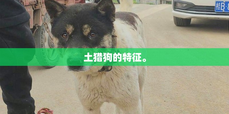 土猎狗的特征。