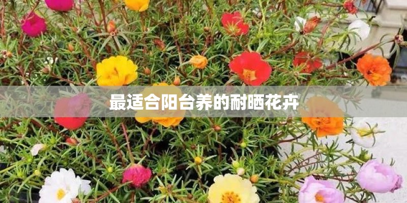最适合阳台养的耐晒花卉