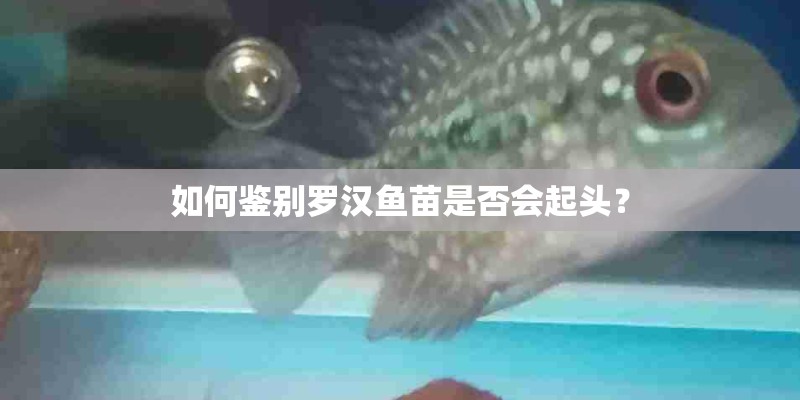如何鉴别罗汉鱼苗是否会起头？