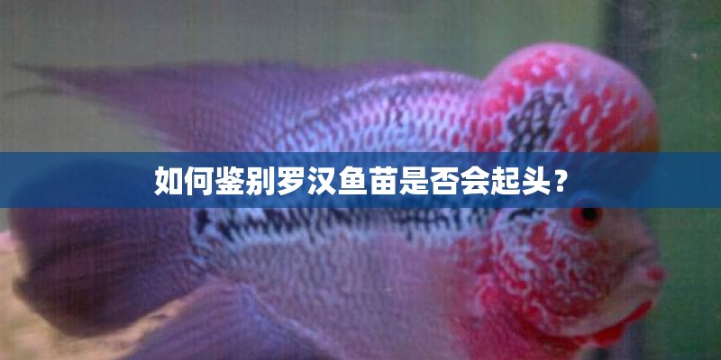 如何鉴别罗汉鱼苗是否会起头？