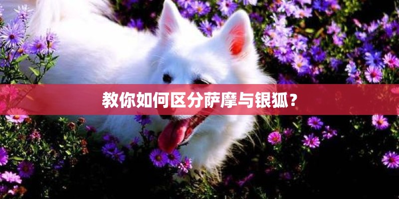 教你如何区分萨摩与银狐？