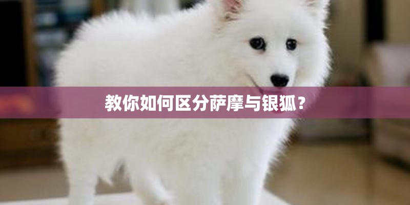 教你如何区分萨摩与银狐？