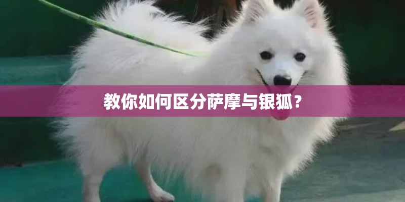 教你如何区分萨摩与银狐？
