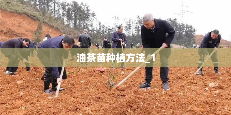 油茶苗种植方法_1