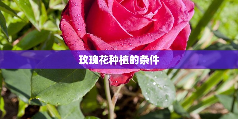 玫瑰花种植的条件