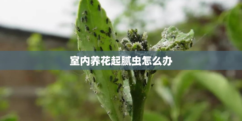 室内养花起腻虫怎么办