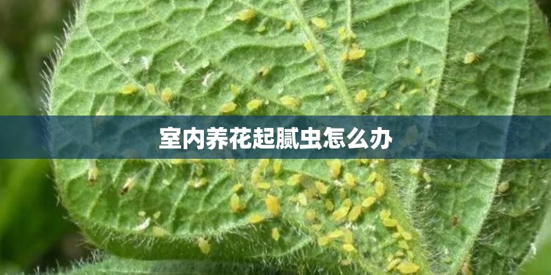 室内养花起腻虫怎么办