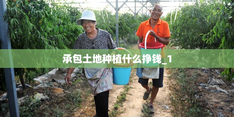 承包土地种植什么挣钱_1