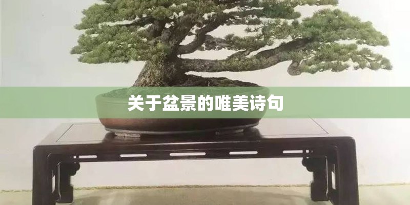 关于盆景的唯美诗句