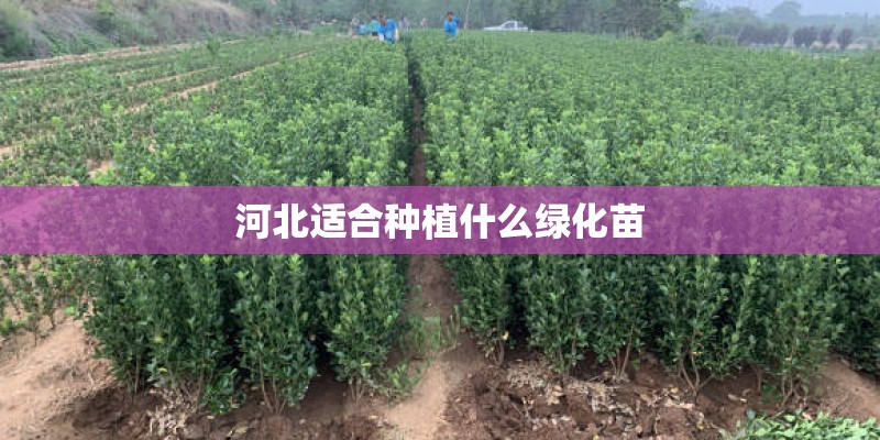 河北适合种植什么绿化苗