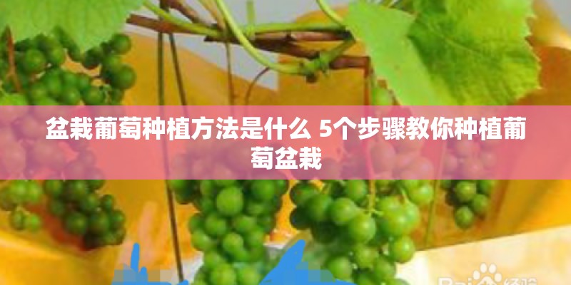 盆栽葡萄种植方法是什么 5个步骤教你种植葡萄盆栽
