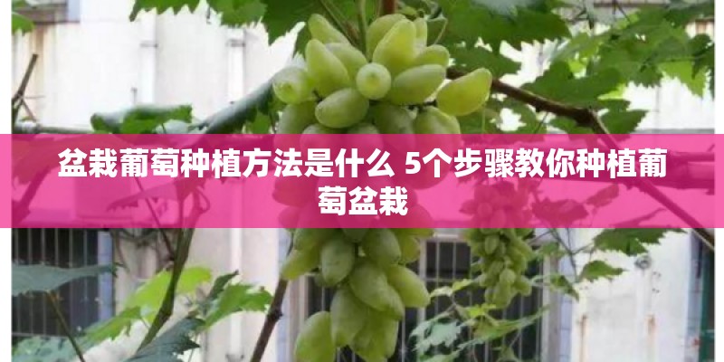 盆栽葡萄种植方法是什么 5个步骤教你种植葡萄盆栽