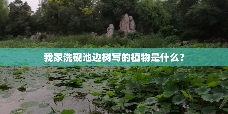 我家洗砚池边树写的植物是什么？