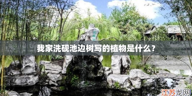 我家洗砚池边树写的植物是什么？