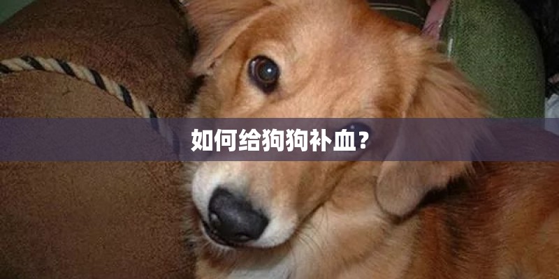 如何给狗狗补血？