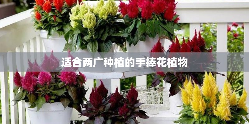 适合两广种植的手捧花植物
