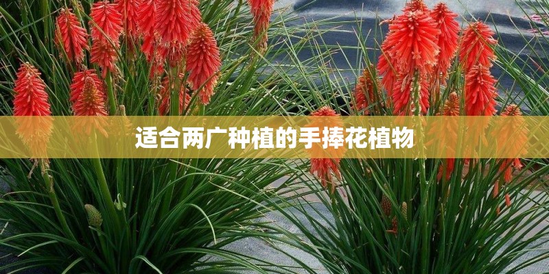 适合两广种植的手捧花植物 适合两广种植的手捧花植物