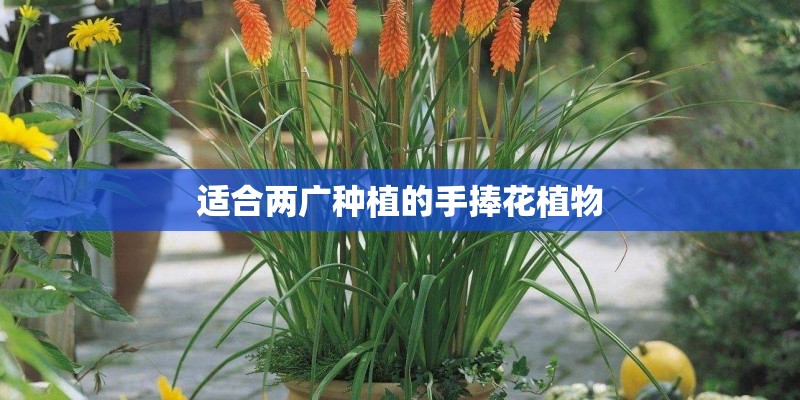 适合两广种植的手捧花植物 适合两广种植的手捧花植物