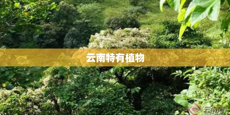 云南特有植物