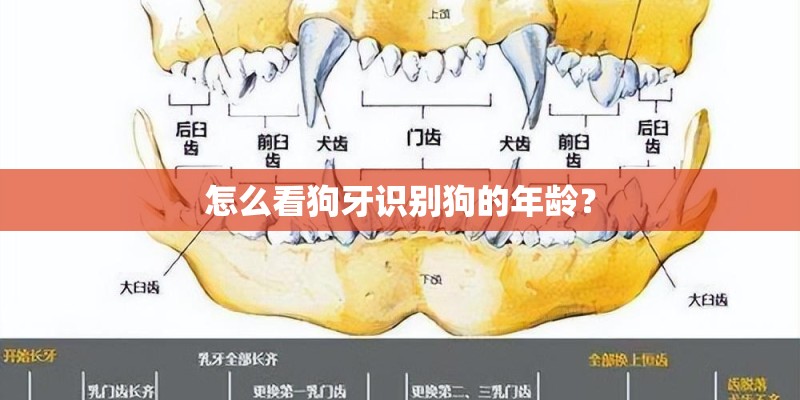 怎么看狗牙识别狗的年龄？