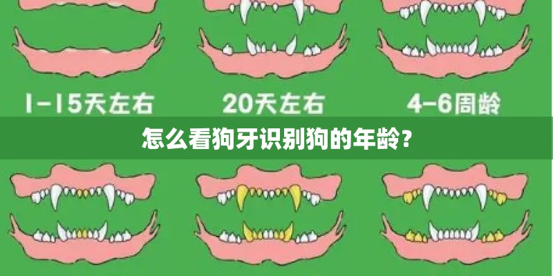 怎么看狗牙识别狗的年龄？