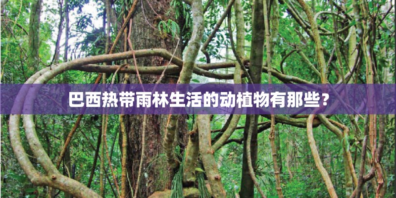 巴西热带雨林生活的动植物有那些？