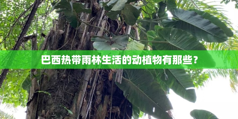 巴西热带雨林生活的动植物有那些？