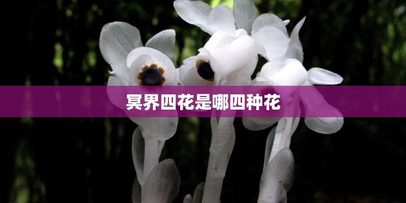 冥界四花是哪四种花