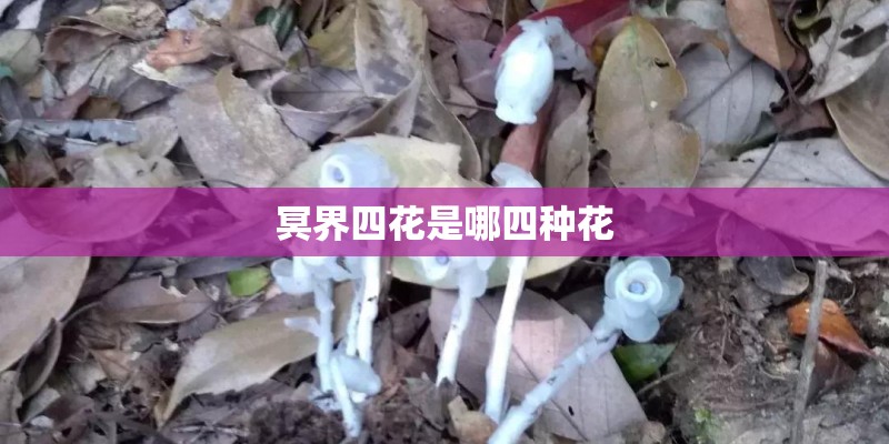 冥界四花是哪四种花