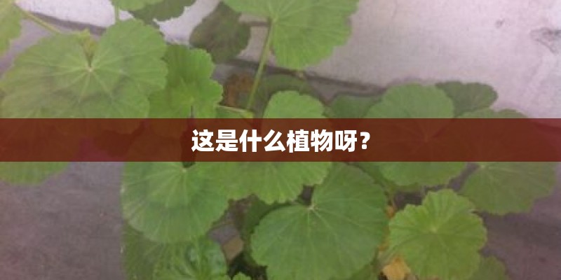 这是什么植物呀？