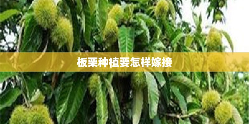 板栗种植要怎样嫁接