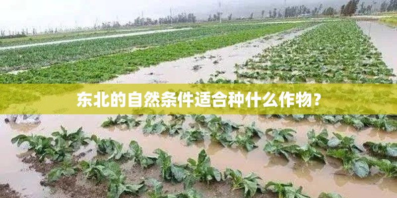 东北的自然条件适合种什么作物？