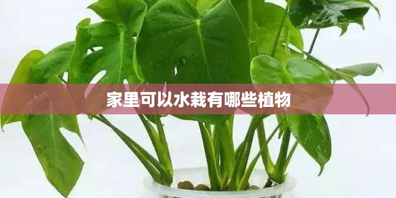 家里可以水栽有哪些植物