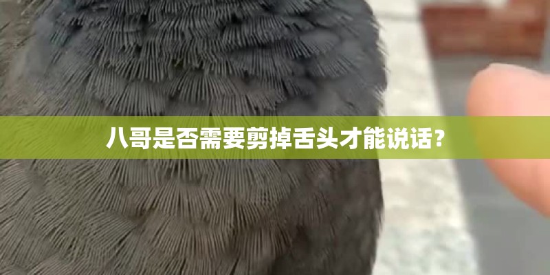 八哥是否需要剪掉舌头才能说话？