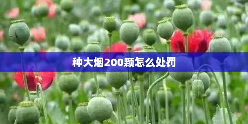 种大烟200颗怎么处罚