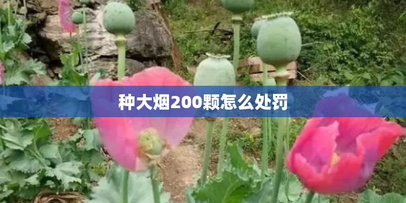 种大烟200颗怎么处罚