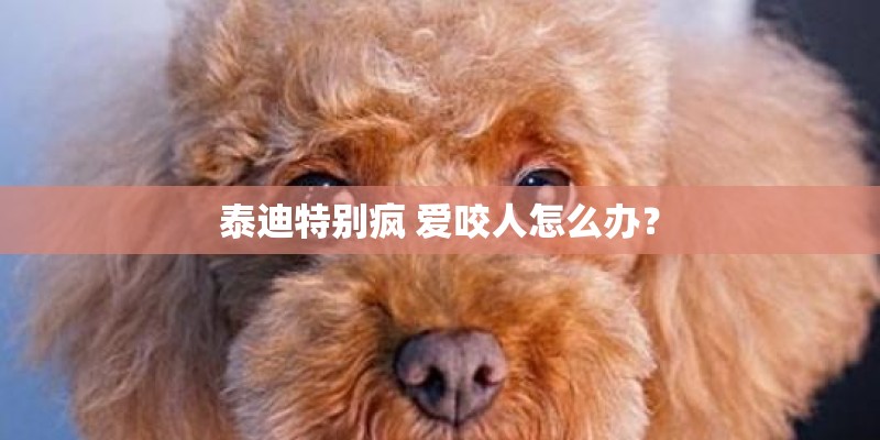 泰迪特别疯 爱咬人怎么办？
