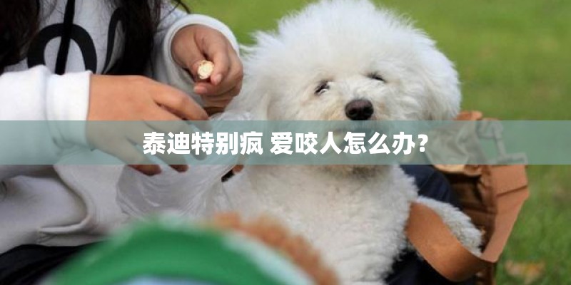 泰迪特别疯 爱咬人怎么办？